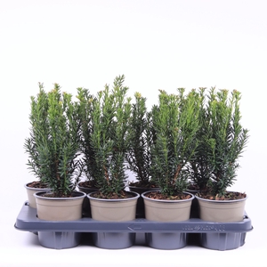 Taxus media Hillii