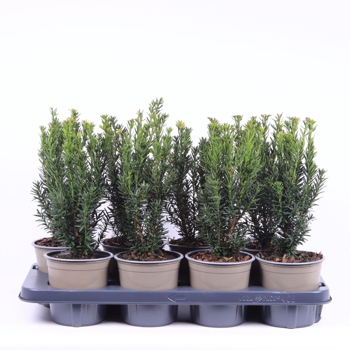 <h4>Taxus media Hillii</h4>