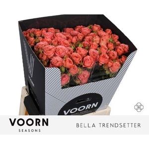 R TR BELLA TRENDSET