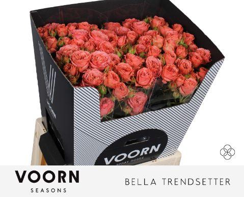 <h4>R TR BELLA TRENDSET</h4>