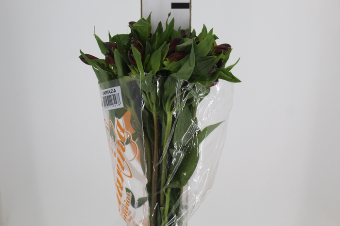 <h4>ALSTROEMERIA ANGELINA 080 CM</h4>