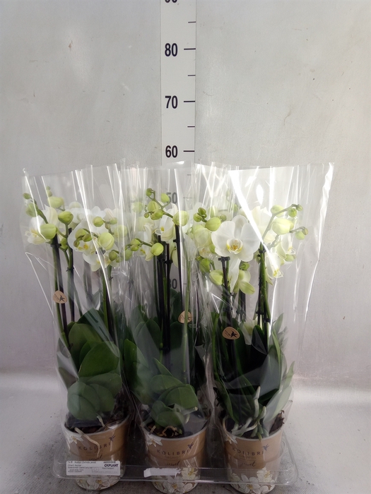 <h4>Phalaenopsis   ...white</h4>