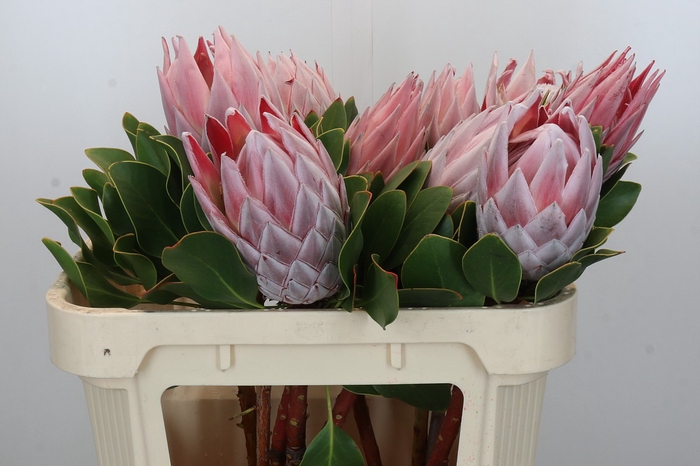 Protea Cynaroides
