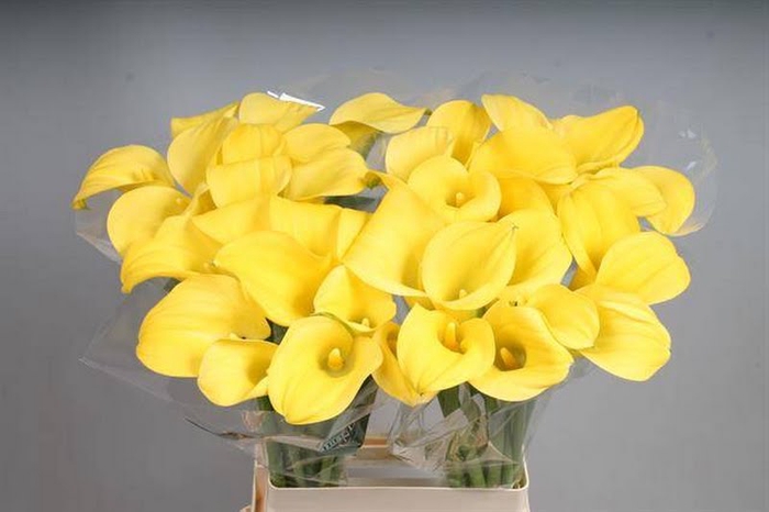 Calla Goldcup Kallaland