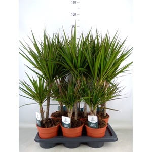 Dracaena marg.