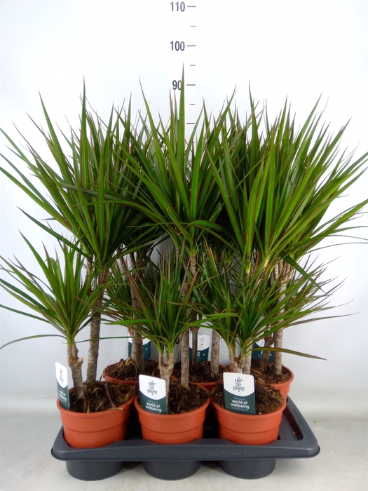 <h4>Dracaena marg.</h4>