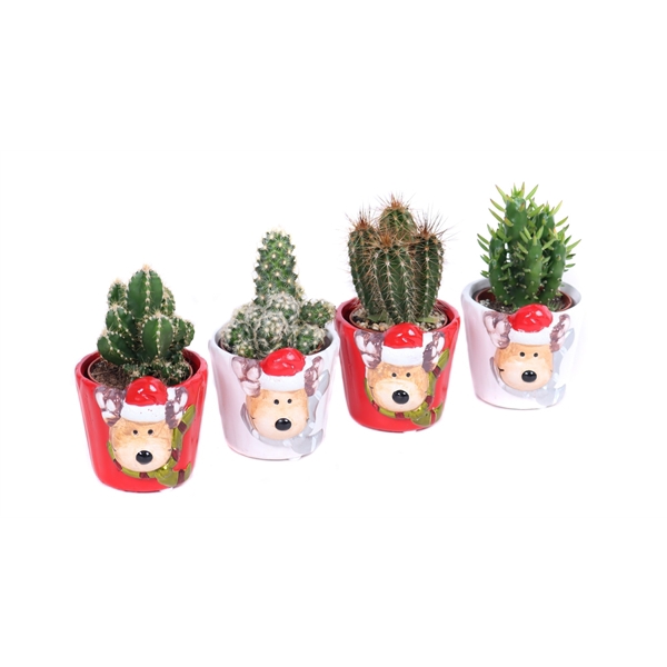 <h4>Cactus mix 5,5 cm in rudolf keramiek</h4>