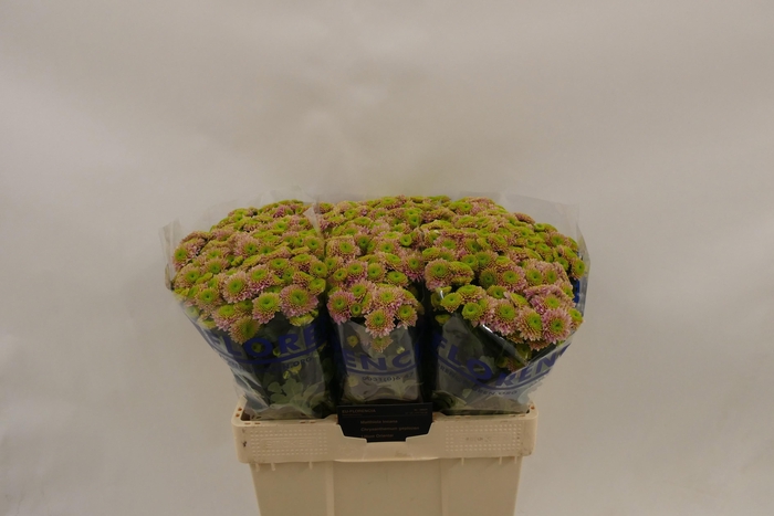 <h4>CHR S AAA JEANNY PIN</h4>