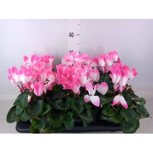 Cyclamen GR 'XL'