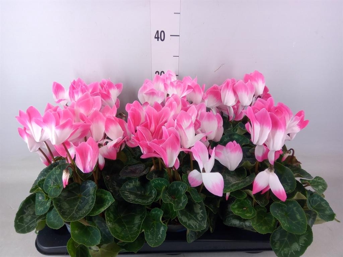 <h4>Cyclamen GR 'XL'</h4>