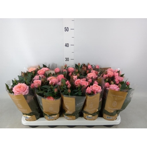 Rosa  'Adele Kordana Grande'