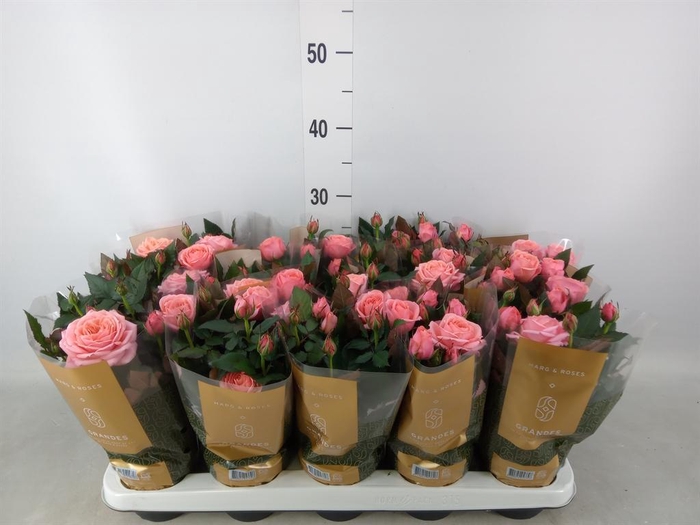 <h4>Rosa  'Adele Kordana Grande'</h4>