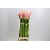 Zantedeschia Eydolls Salmon