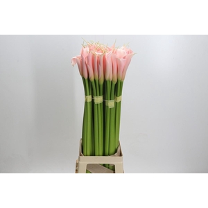 Zantedeschia Eydolls Salmon