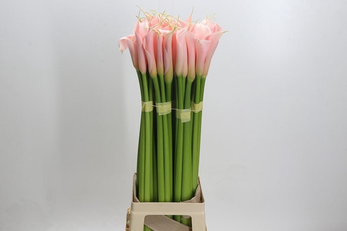 <h4>Zantedeschia Eydolls Salmon</h4>
