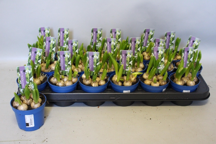 <h4>ORNIT BALANSAE</h4>