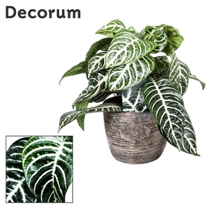 Botanica Aphelandra Green Decorum robuuste pot