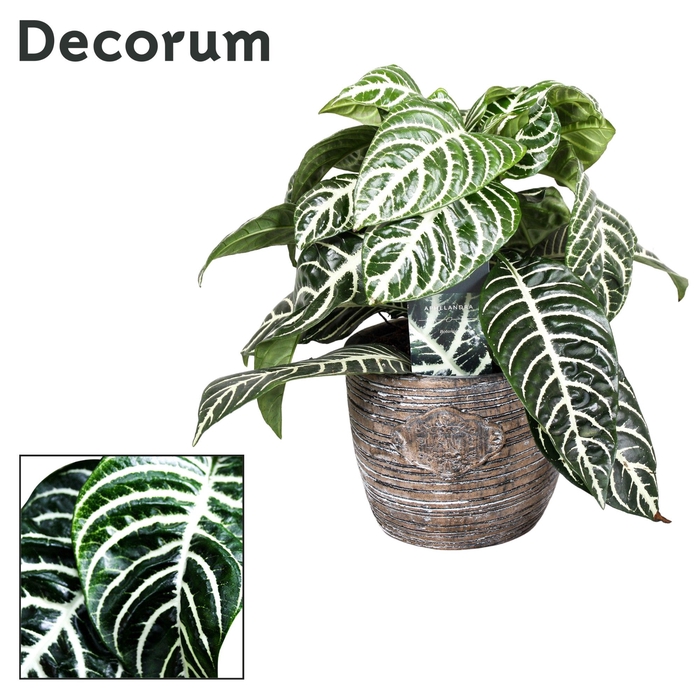 <h4>Botanica Aphelandra Green Decorum robuuste pot</h4>