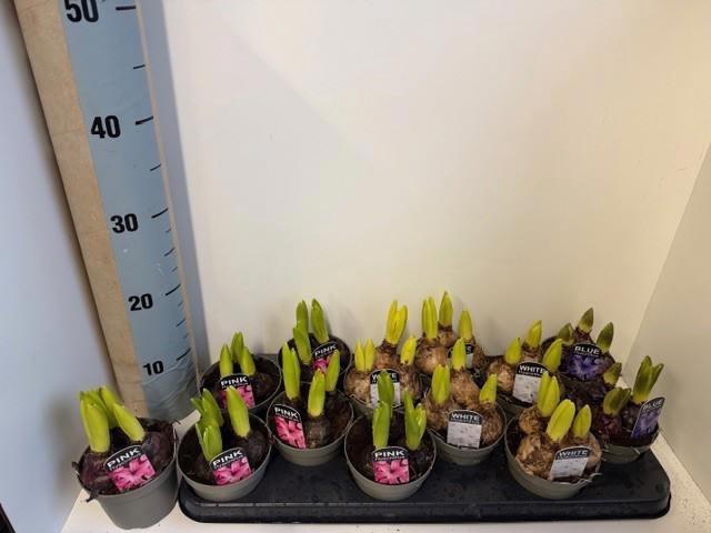 <h4>HYACIN ORIENTAL GEM</h4>