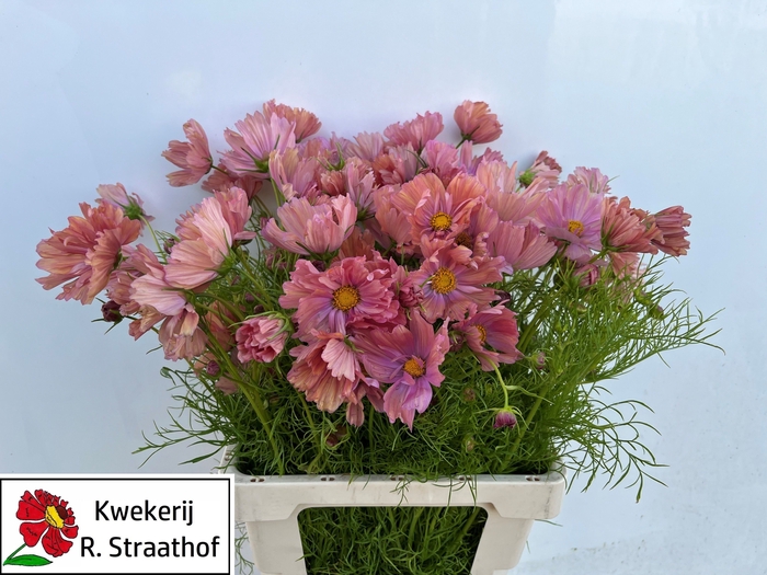 <h4>COSMOS BIPINNATUS</h4>