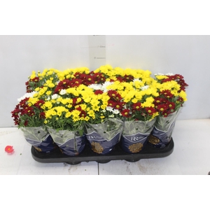 CRISANTEMO MINI CARNAVAL P11