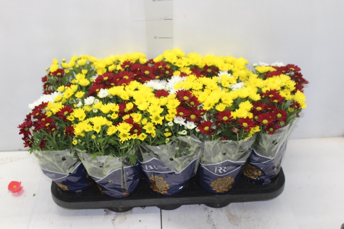 <h4>CRISANTEMO MINI CARNAVAL P11</h4>