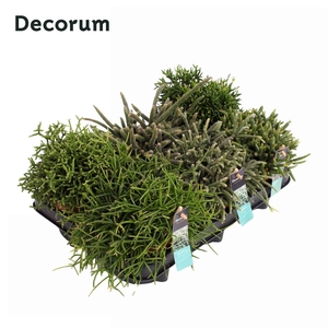 Rhipsalis gemengd