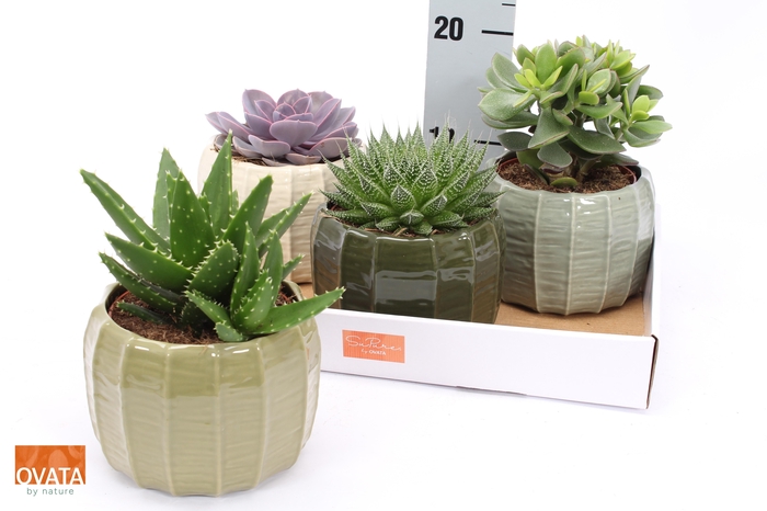 <h4>SUCC GEM 4 SRT</h4>