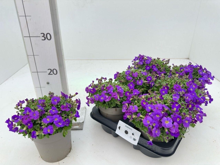 <h4>AUBR GRACILIS KITTE</h4>