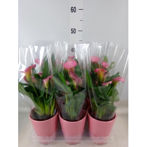 Zantedeschia  'Zazu'