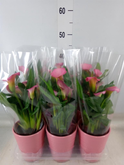Zantedeschia  'Zazu'