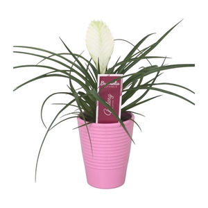 Tillandsia cyanea 'Biancini' in roze ribbel keramiek