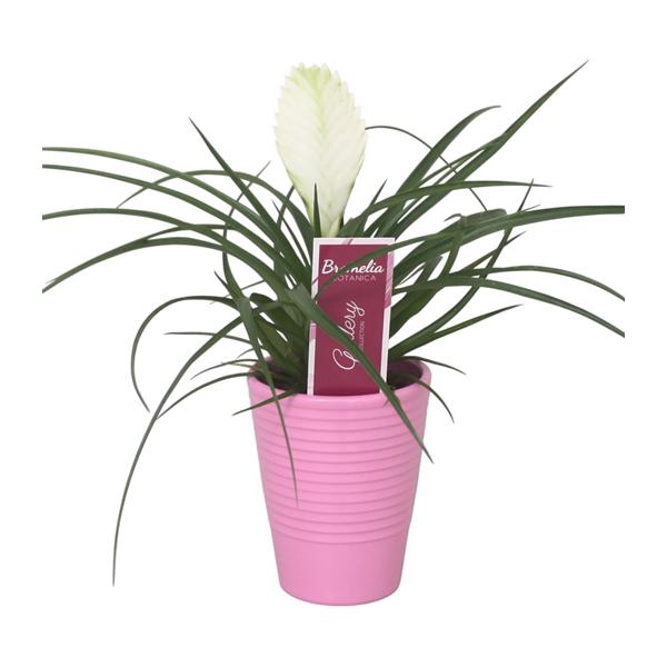 <h4>Tillandsia cyanea 'Biancini' in roze ribbel keramiek</h4>