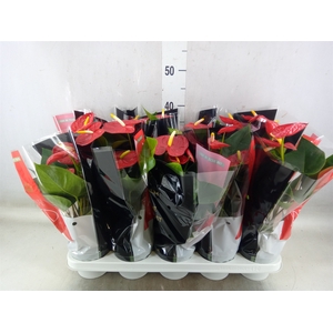 Anthurium andr. 'Royal Champion'