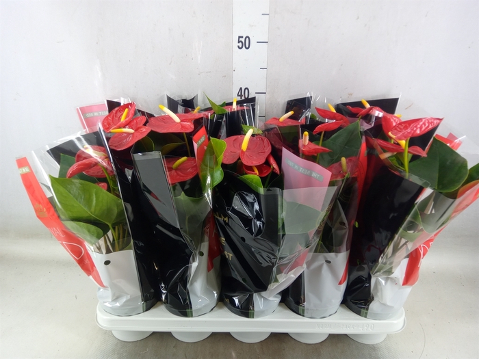 <h4>Anthurium andr. 'Royal Champion'</h4>