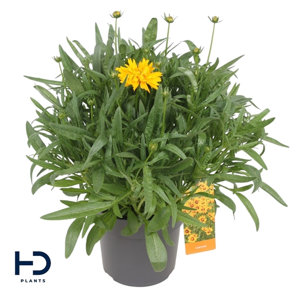 <h4>Coreopsis grand. 17cm Double the Sun</h4>