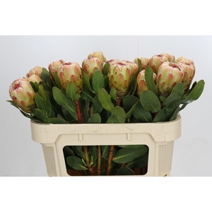 Protea Grandicolor