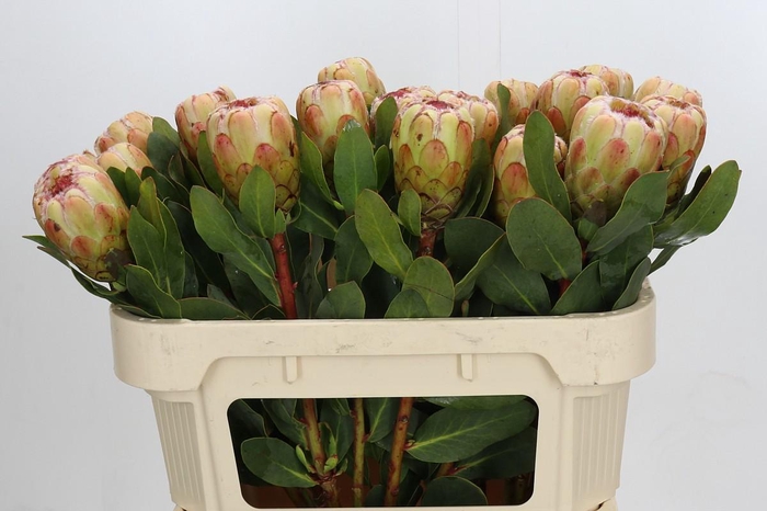 <h4>Protea Grandicolor</h4>