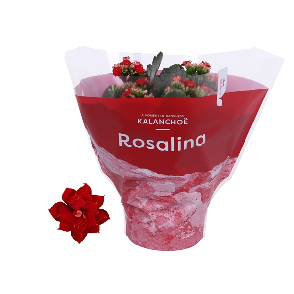 <h4>Kalanchoe Rosalina 15cm TST Don Justino., Rode hoes</h4>