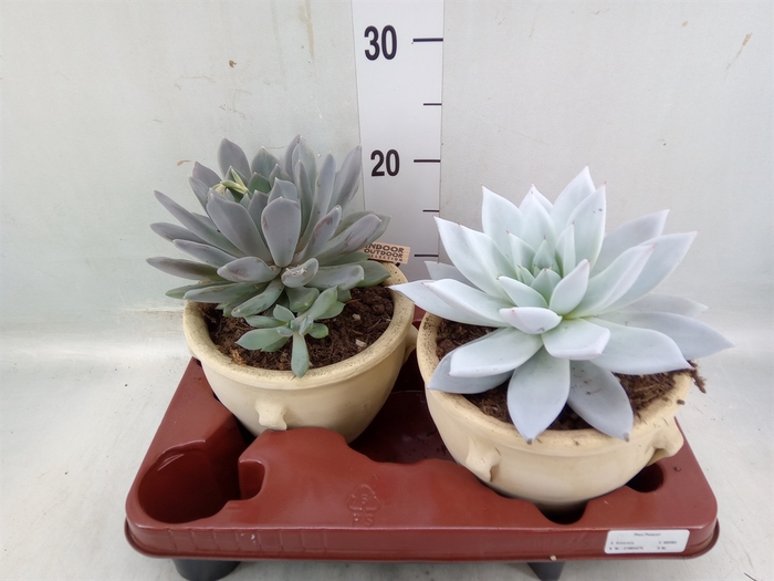 <h4>Echeveria   ...mix</h4>