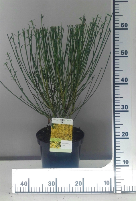 <h4>Cytisus Luna</h4>