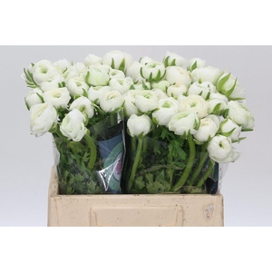 Ranunculus Charm White
