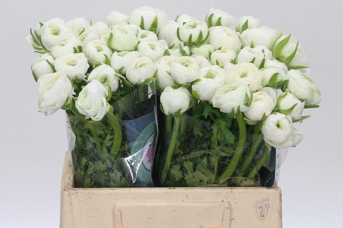 <h4>Ranunculus Charm White</h4>