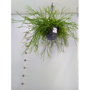 Rhipsalis pulchra