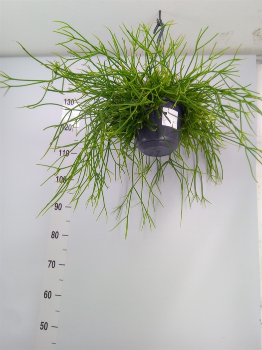 <h4>Rhipsalis pulchra</h4>