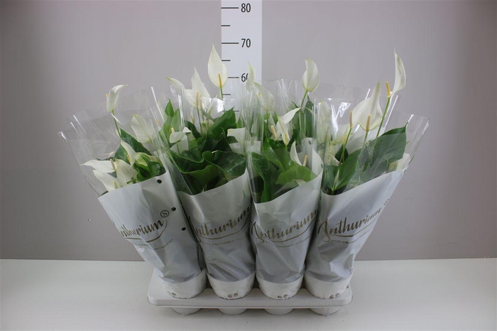 <h4>Anth An Banderola Cava</h4>