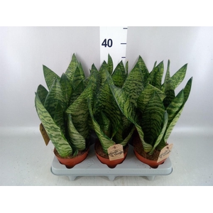 Sansevieria zeylanica
