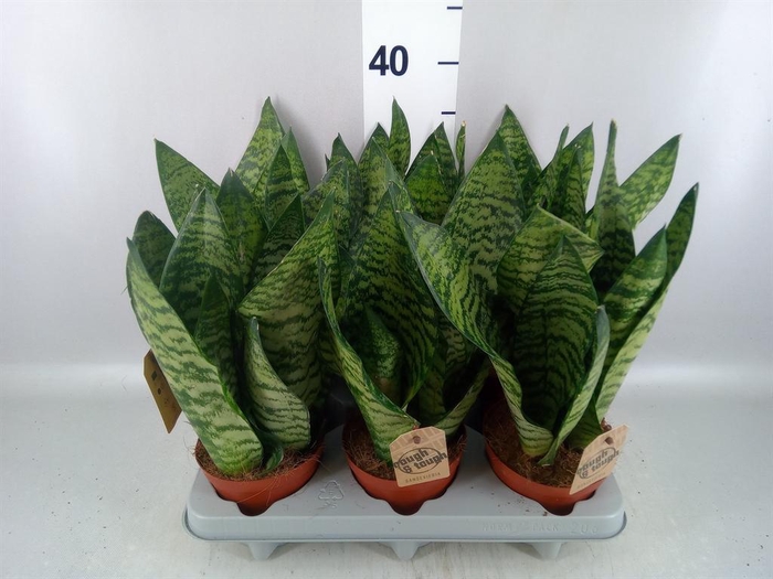 <h4>Sansevieria zeylanica</h4>