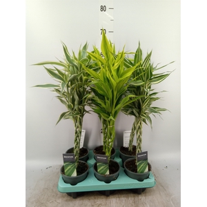 Dracaena sand.   ...mix 3