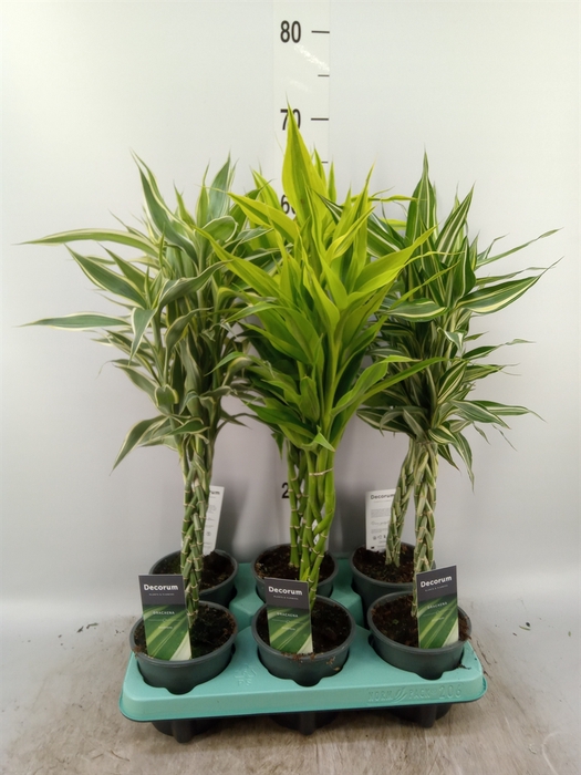 <h4>Dracaena sand.   ...mix 3</h4>
